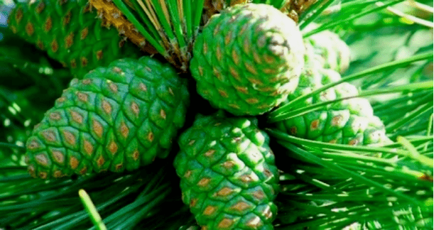 Green pine cone