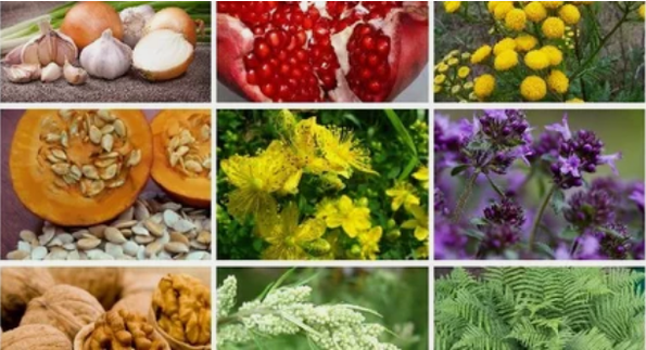 Treatment of parasites in the human body through folk therapy