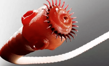 Parasites can live in the human body