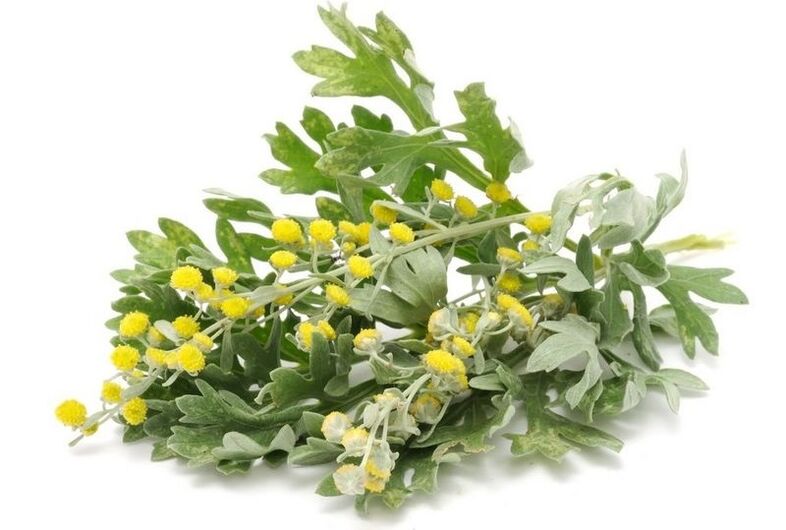 Tansy Parasite