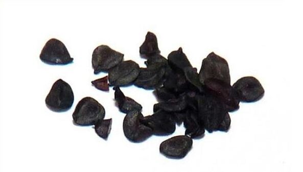 Parasites of clove seeds